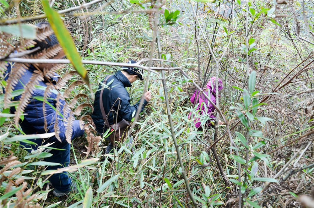 穿越山林去考察