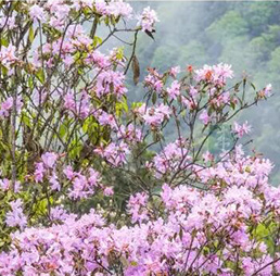 老樹樁做蜂箱，天然野花爲蜜源，蜂場藏在海拔1400米深山裏...王崗坪的蜂蜜要逆天哪！